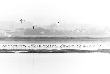 Image showing Flamingos