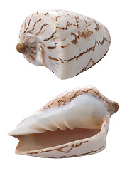 Image showing Conch