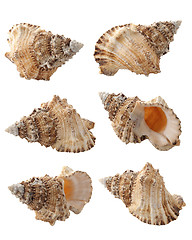 Image showing Conch