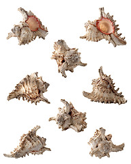 Image showing Conch