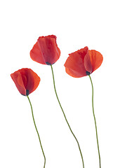 Image showing Three poppies