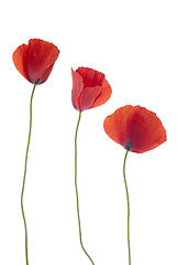 Image showing Three poppies