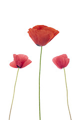 Image showing Three poppies