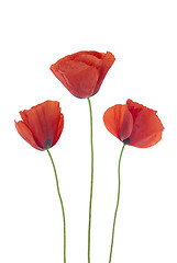 Image showing Three poppies