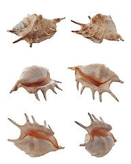 Image showing Conch