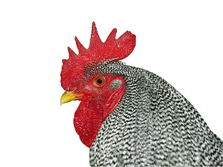Image showing Plymouth Rock Rooster 