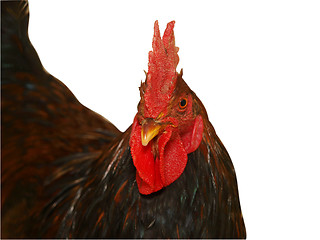 Image showing Rooster looking towards Camera