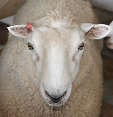 Image showing White sheep