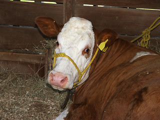 Image showing Simmental Cow