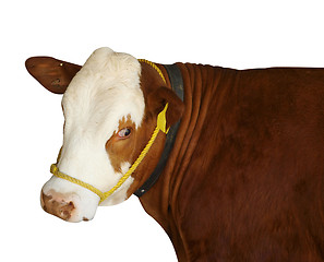 Image showing Simmental Heifer