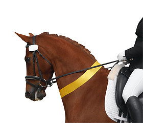 Image showing Dressage Horse with Yellow Ribbon