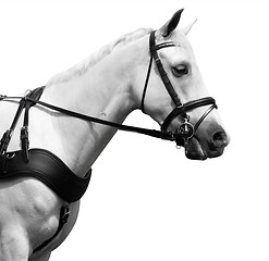 Image showing Profile Shot of a White Carriage Pony