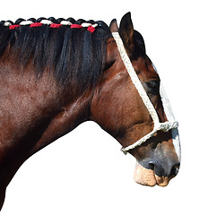 Image showing Clydesdale Profile 