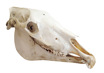 Image showing Two Year Old Mare's Skull with Parrot Mputh