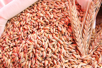 Image showing wheats 