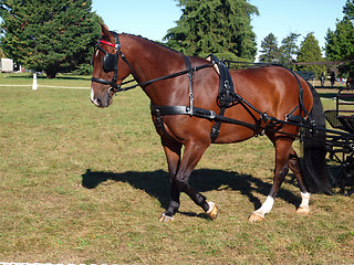 Image showing Carriage Pony