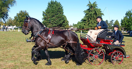 Image showing Pair of Carriage Horses