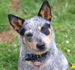 Image showing Australian Cattle Dog 