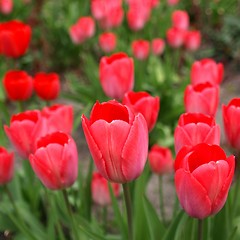 Image showing Tulips