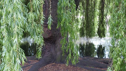 Image showing Weeping Willow