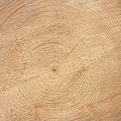 Image showing Wood rings