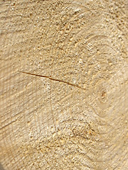 Image showing Wood rings