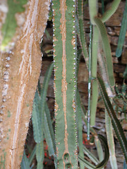 Image showing Cactus