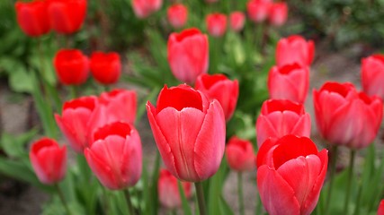 Image showing Tulips