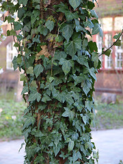 Image showing Ivy