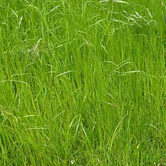 Image showing Grass meadow