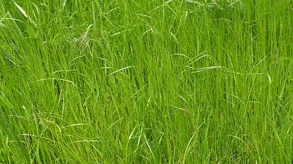 Image showing Grass meadow