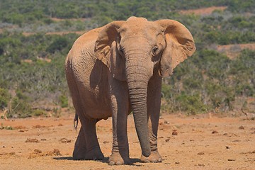 Image showing African elephant