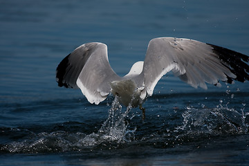 Image showing take off