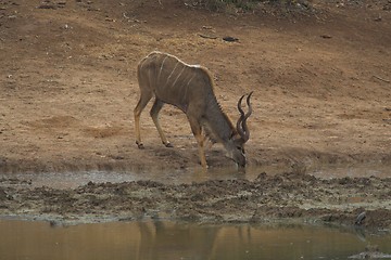 Image showing Drinking Kudu