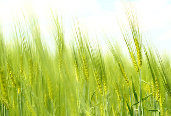 Image showing Organic Green spring grains 