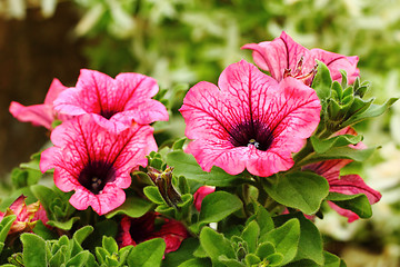 Image showing Petunia Surfinia Pink Vein