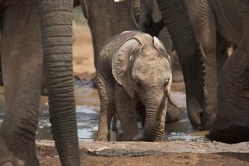 Image showing Hairy Baby