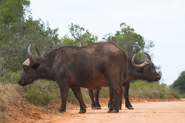 Image showing Guarding