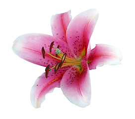 Image showing Red Lily