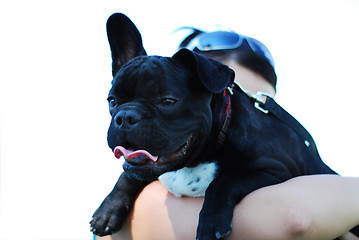 Image showing French bulldog