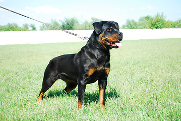 Image showing rottweiler