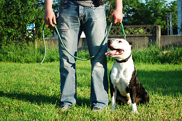 Image showing amstaff