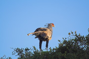 Image showing Secratary bird