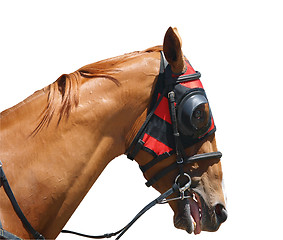 Image showing Chestnut Racehorse with Red Hood