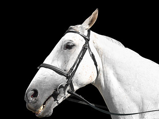 Image showing Dappled Horse