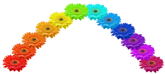 Image showing Rainbow of Gerbera Flowers