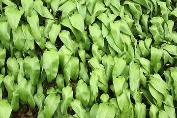 Image showing Allium ursinum