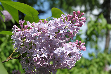 Image showing Lilac