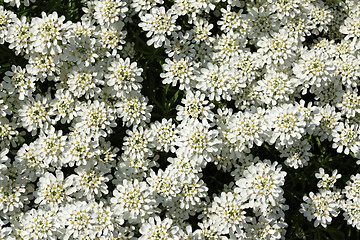 Image showing Evergreen candytuft