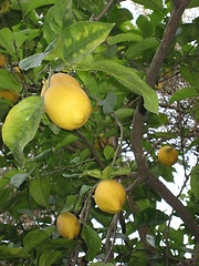 Image showing Lemontree